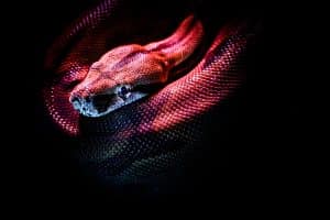 Dream Meaning of Snakes in a dream